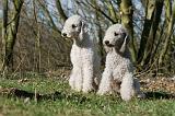 BEDLINGTON TERRIER 213